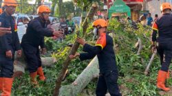 Pohon Tumbang Tutup Akses Jalan, Brimob Sumut Bergerak Cepat Bantu Warga Pematangsiantar